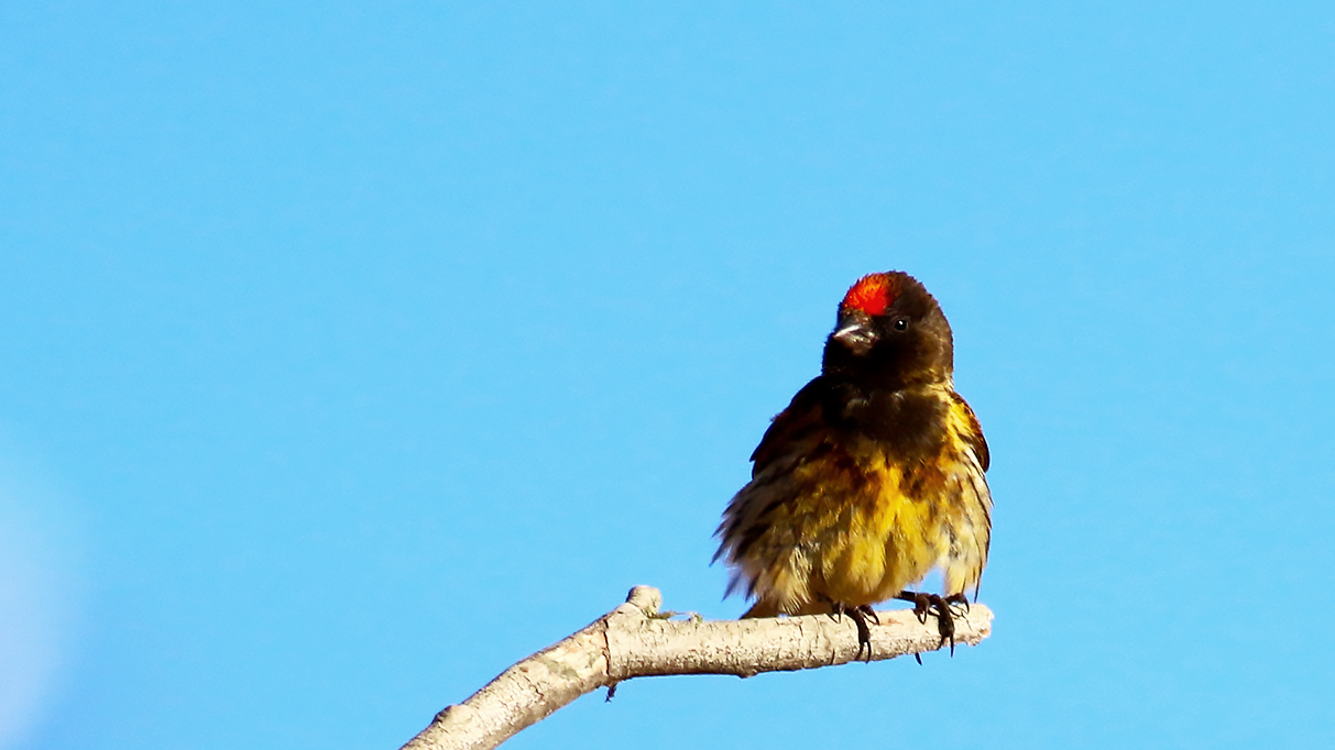 Fire-fronted Serin